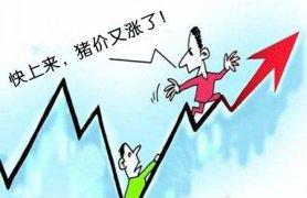 猪价继续上涨！这是满血复活还是回光返照？