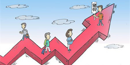 猪价短期无风险　向平稳过渡的概率较大