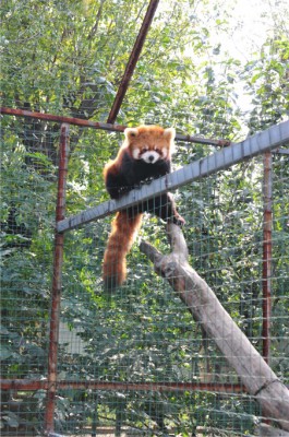 小熊猫