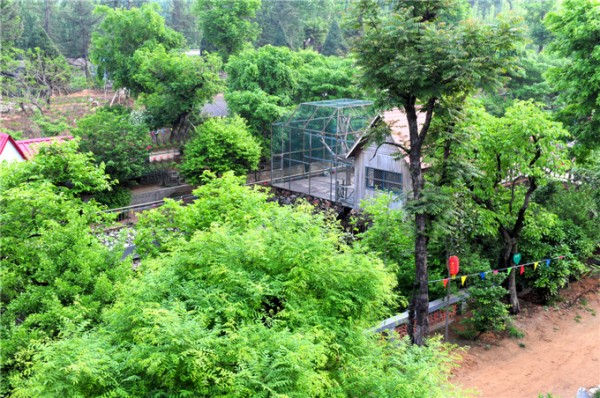 香椿树
