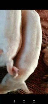 使用亿大利饲料养的猪